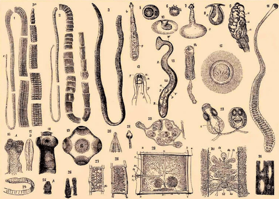 gusanos