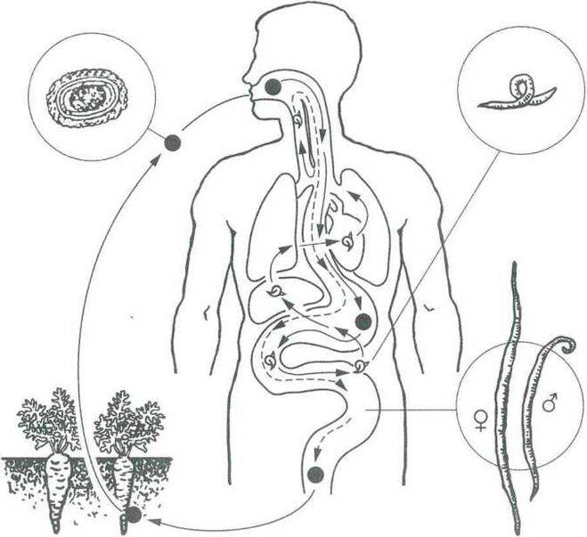 Las principales formas de penetración de los parásitos en el cuerpo humano