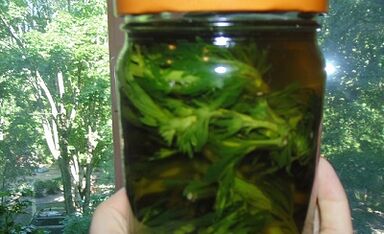Tintura herbal para eliminar los parásitos del cuerpo