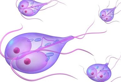 Tipos de parásitos en el cuerpo humano